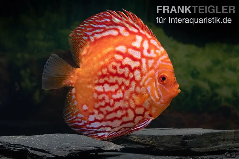 Diskusfisch ASIA-NZ, Symphysodon discus Red Stone (Fire Stone)