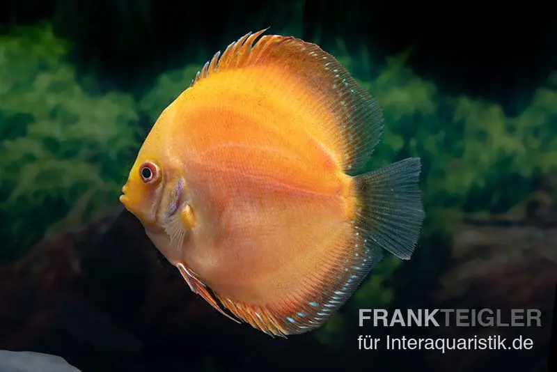 Diskusfisch ASIA-NZ, Symphysodon discus Red Spotted Gold