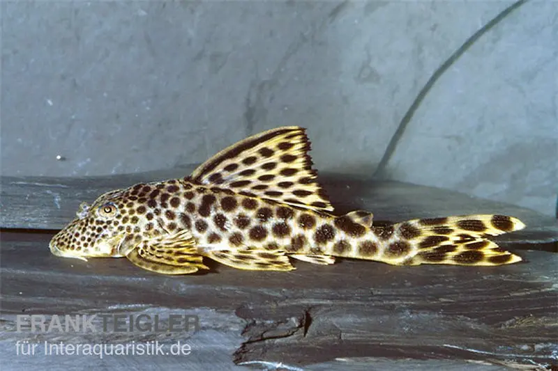 Leopard-Trugschilderwels, L 75, Ancistomus cf. sabaji, 4-8 cm