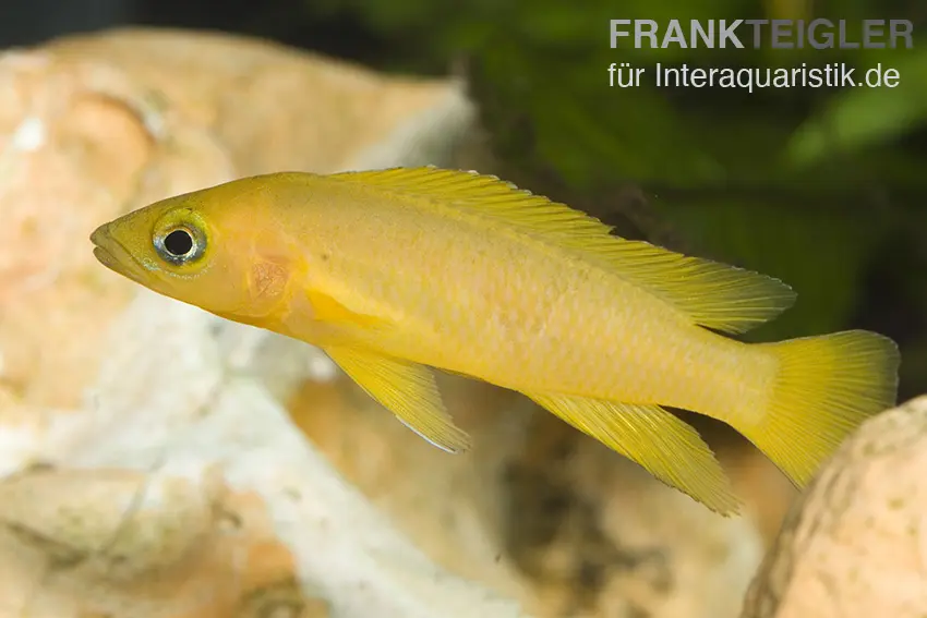 Tanganjika-Goldcichlide, Neolamprologus leleupi