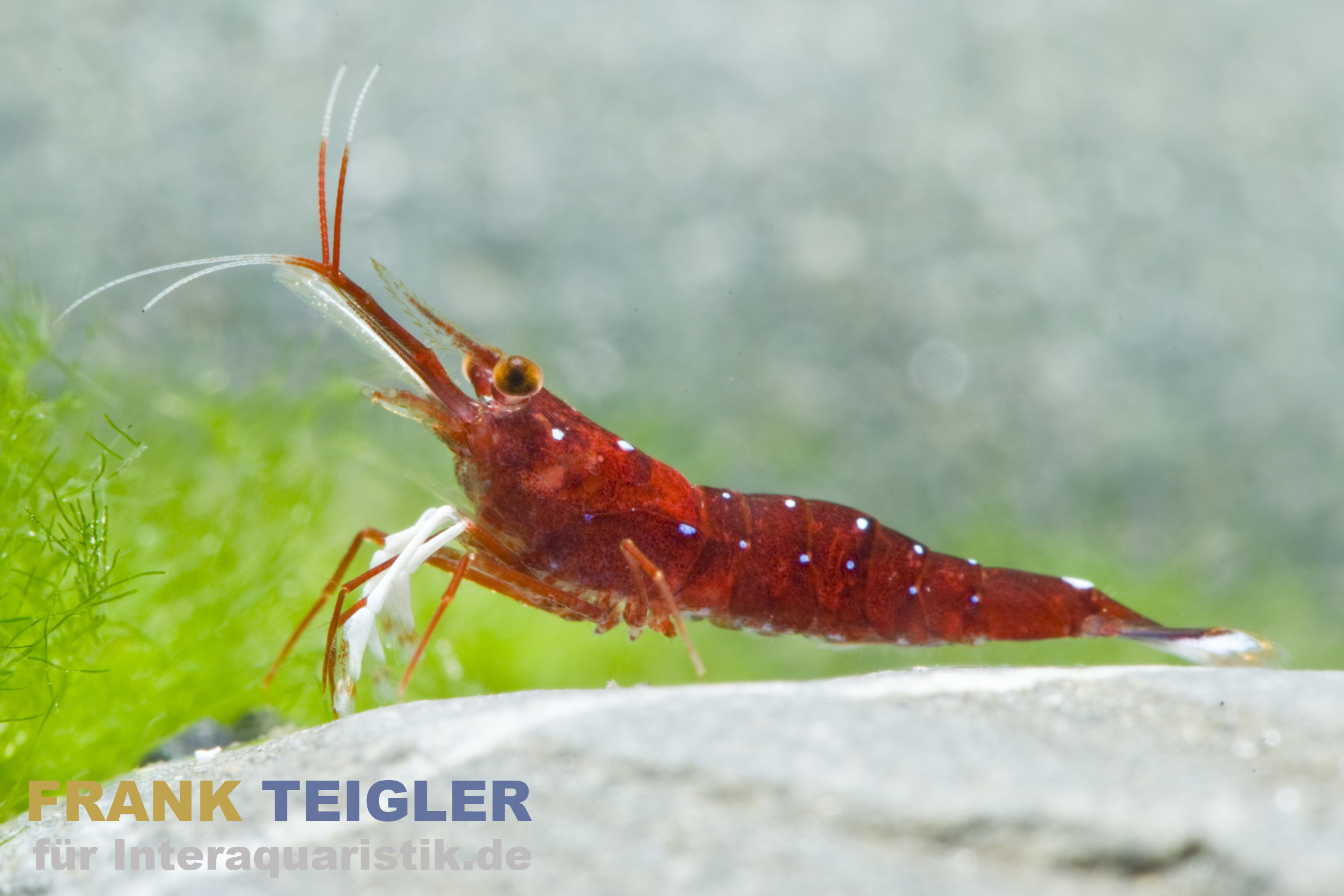 Süßwasser-Kardinalsgarnele, Caridina dennerlei