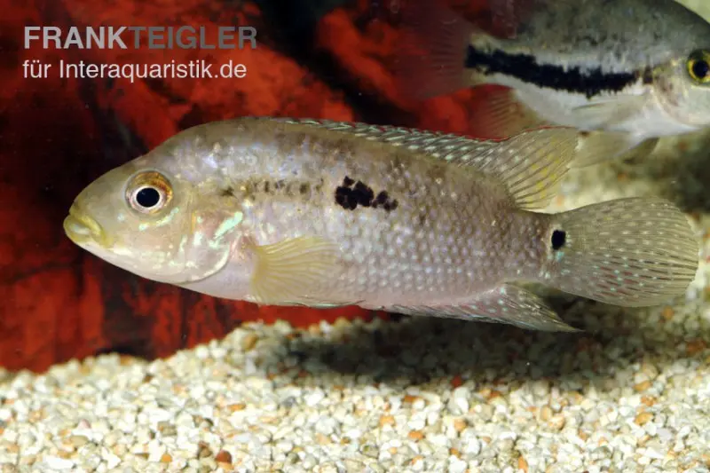 Steindachners Zwergbuntbarsch, Apistogramma steindachneri