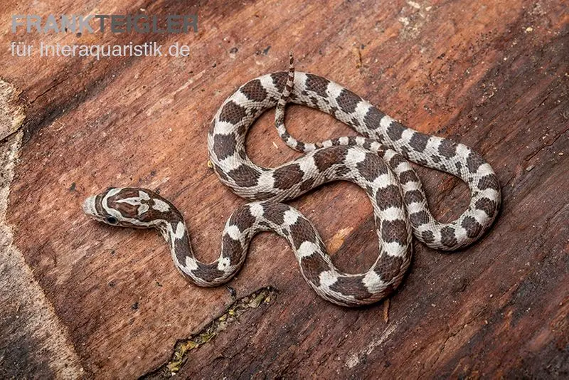 Kornnatter, Pantherophis guttatus GHOST