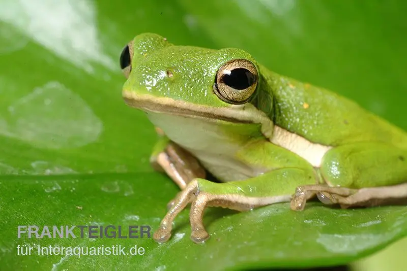 Amerikanischer Laubfrosch, Hyla cinerea