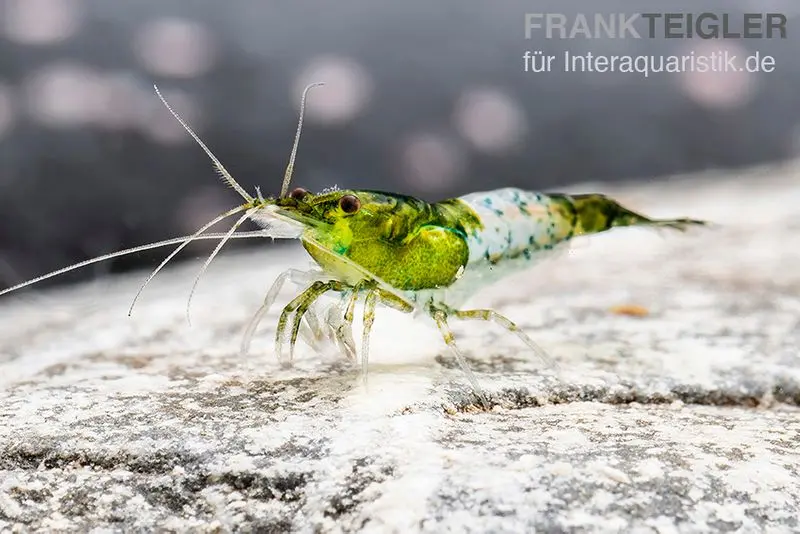 Green Rili Shrimp, Neocaridina davidi