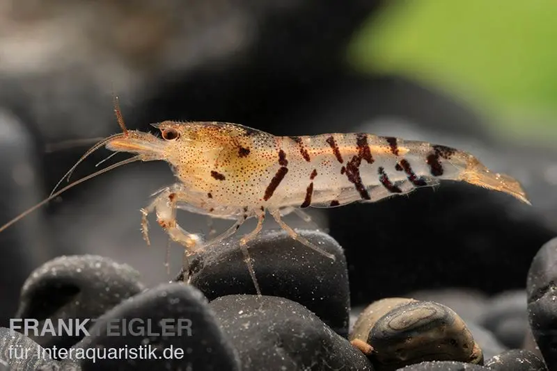 Tigergarnele, Caridina mariae