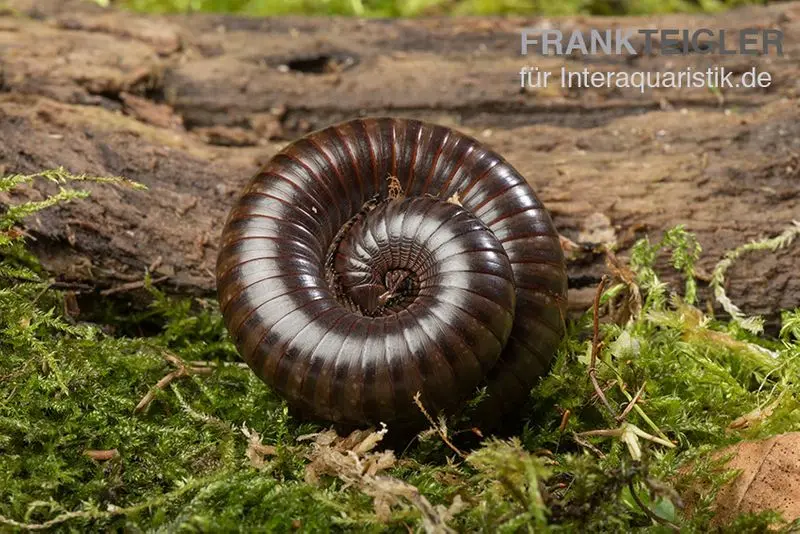 Niger Delta Millipede, Spirostreptus spec.