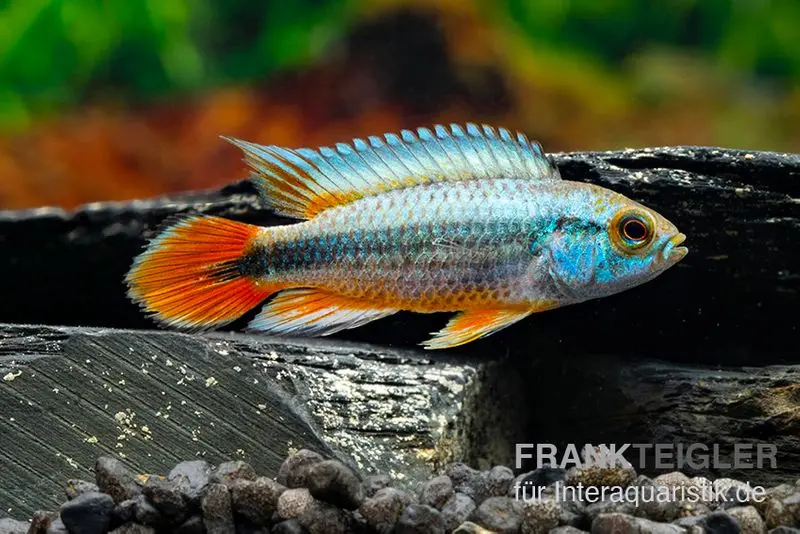 Alenquer-Zwergbuntbarsch, Apistogramma agassizii "Alenquer Red Tail", paarweise