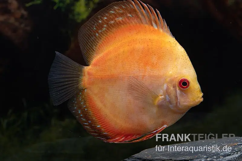 Diskusfisch ASIA-NZ, Symphysodon discus Pigeon Pearl