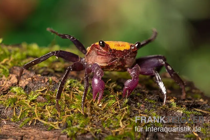 Zitrus Vampirkrabbe, Geosesarma sp.