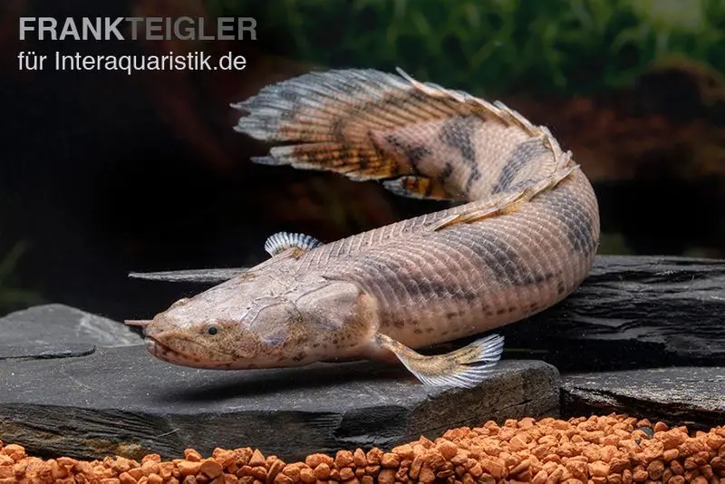 Endlichers Flösselhecht, Polypterus endlicherii, NZ