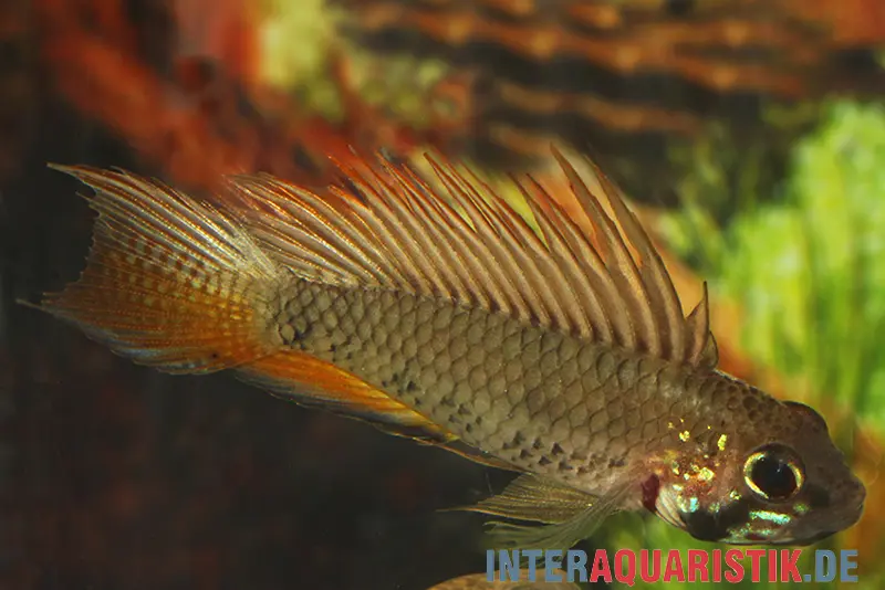 Breitbinden-Zwergbuntbarsch, Apistogramma megaptera, paarweise