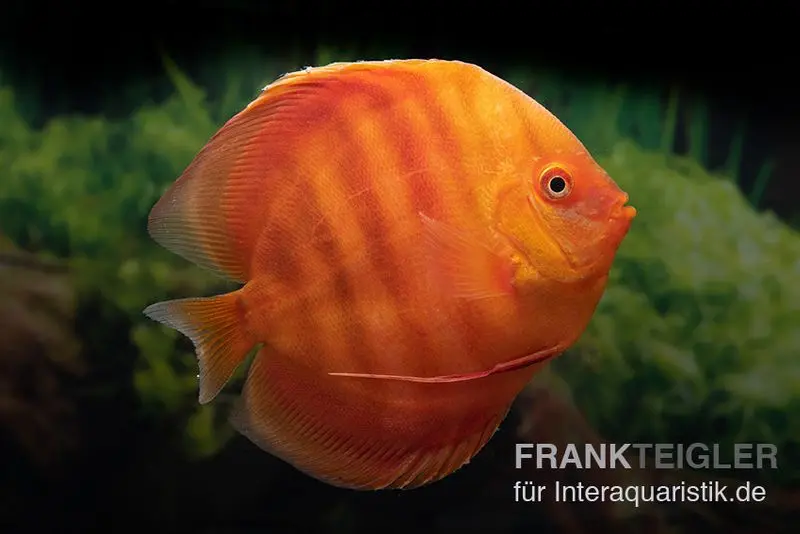 Diskusfisch ASIA-NZ, Symphysodon discus Solid red (San merah)