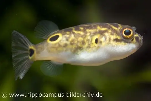 Augenfleck-Kugelfisch, Tetraodon biocellatus, 2-3 cm