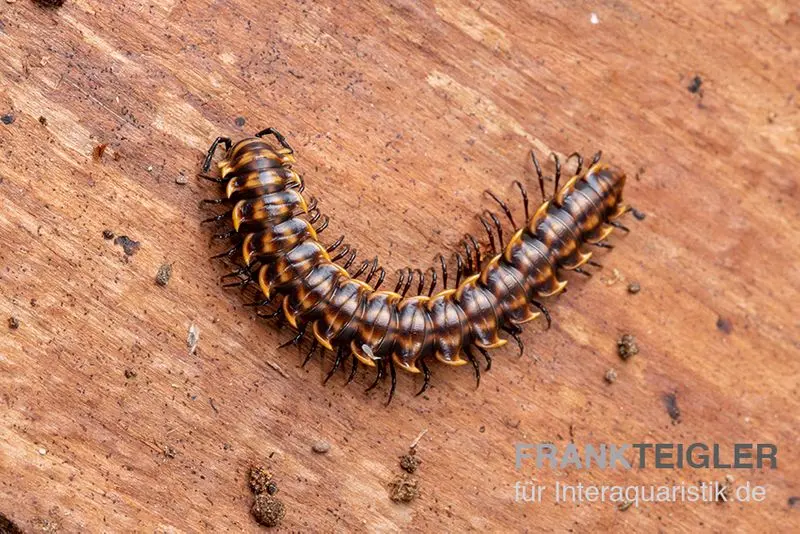 "Khao Luang"-Bandfüßer, Orthomorpha sp. “Khao Luang"