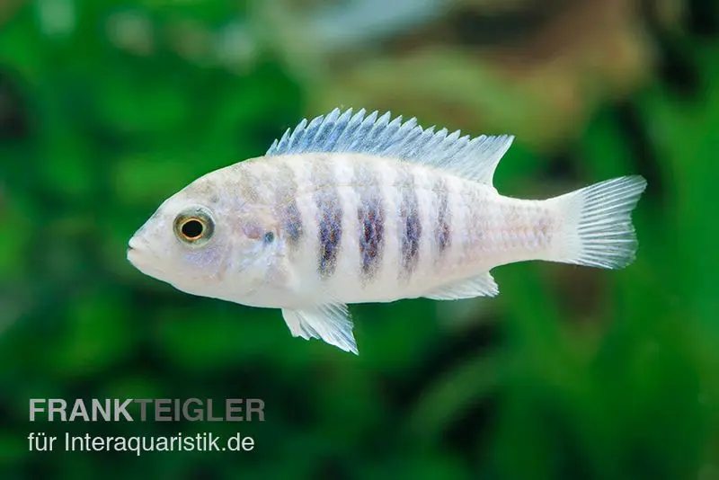 Labidochromis spec. CHISUMULAE MBWECA THUMBI, DNZ