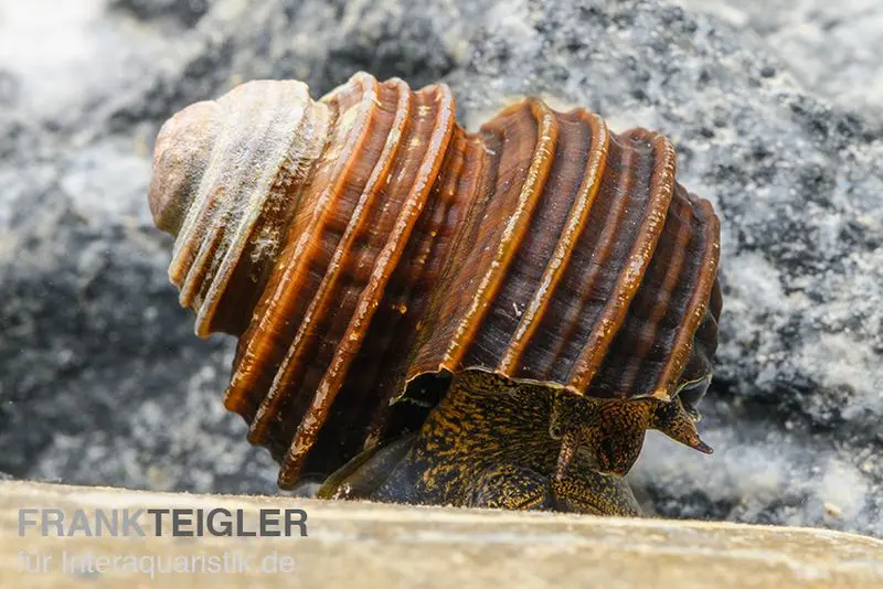 Turboschnecke, Celetaia persculpta