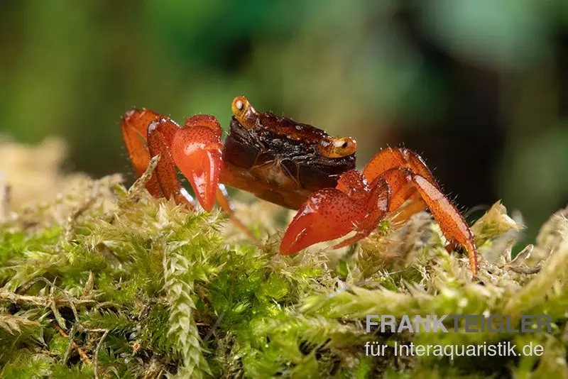 Rubin-Vampirkrabbe, Geosesarma sp. nov. "Red Ruby"