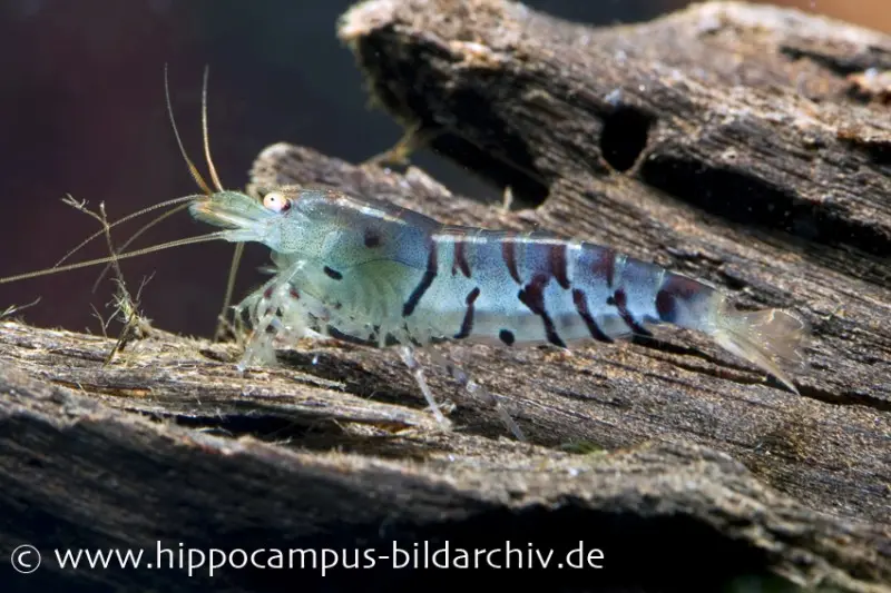 Blaue Tigergarnele, Caridina cantonensis sp. 'Blue Tiger'