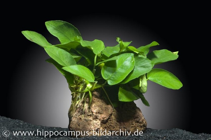 Zwergspeerblatt, Anubias nana, auf Lavastein 5-8 cm