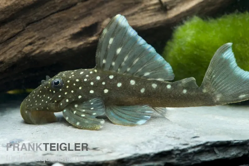 Blauer Phantomwels, Hemiancistrus spec. L128, 3-4 cm