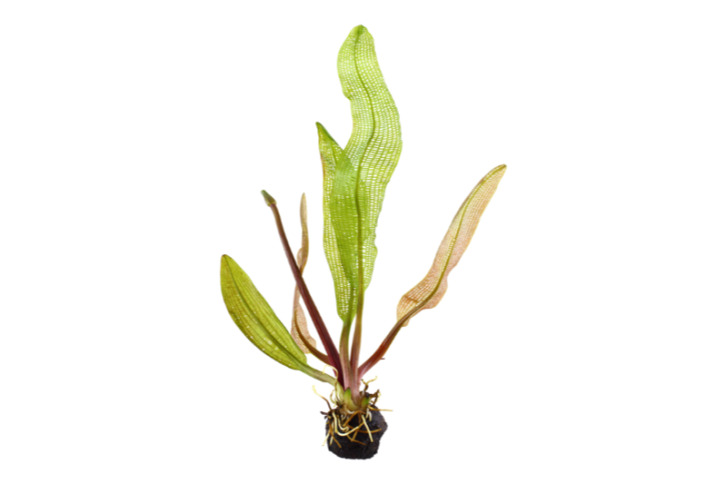 Madagaskar-Gitterpflanze, Aponogeton madagascariensis, Knolle