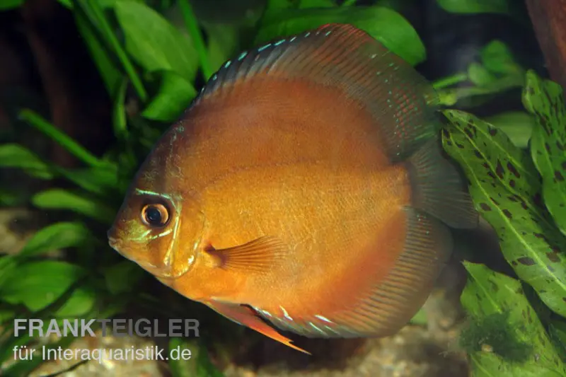 Diskusfisch ASIA-NZ, Symphysodon discus Brown (Classic brown, Red)