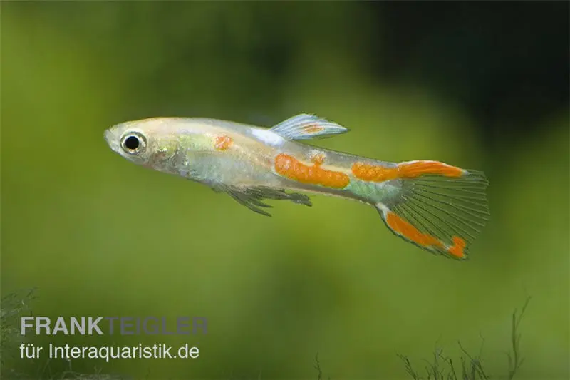 Endler-Guppy gold, Poecilia wingei