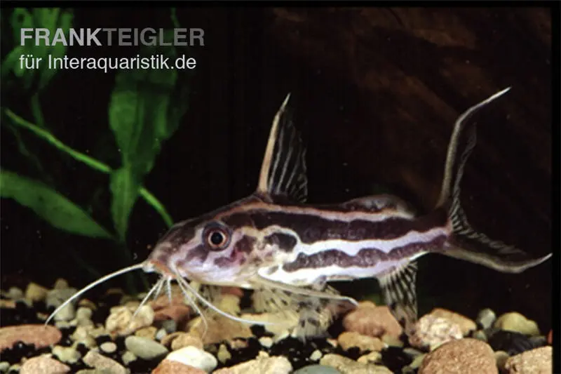 Gelbbinden-Fiederbartwels, Synodontis flavitaeniatus