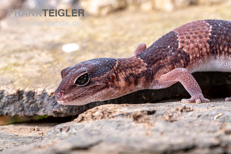 Afrikanischer Fettschwanzgecko, Hemitheconyx caudicinctus, gemischt