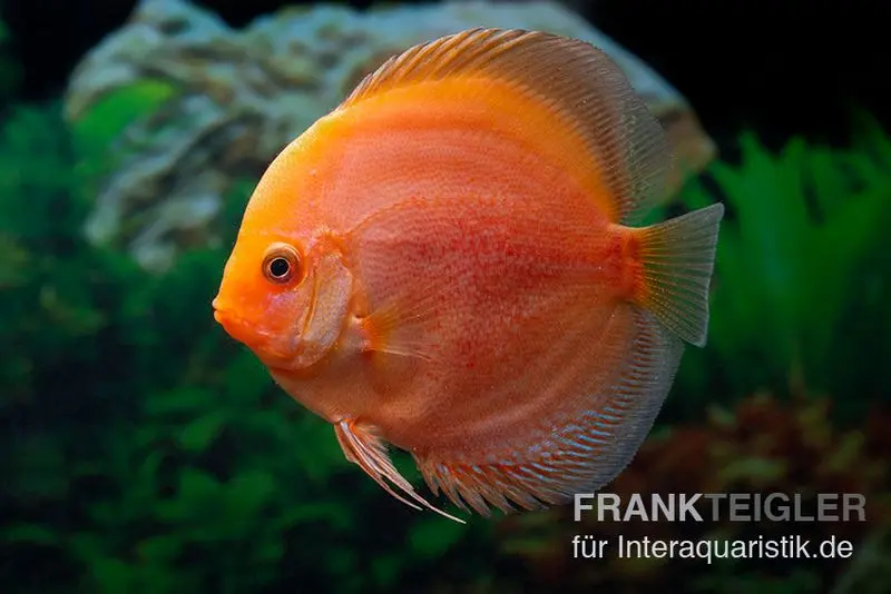 Diskusfisch ASIA-NZ, Symphysodon discus Red Panda