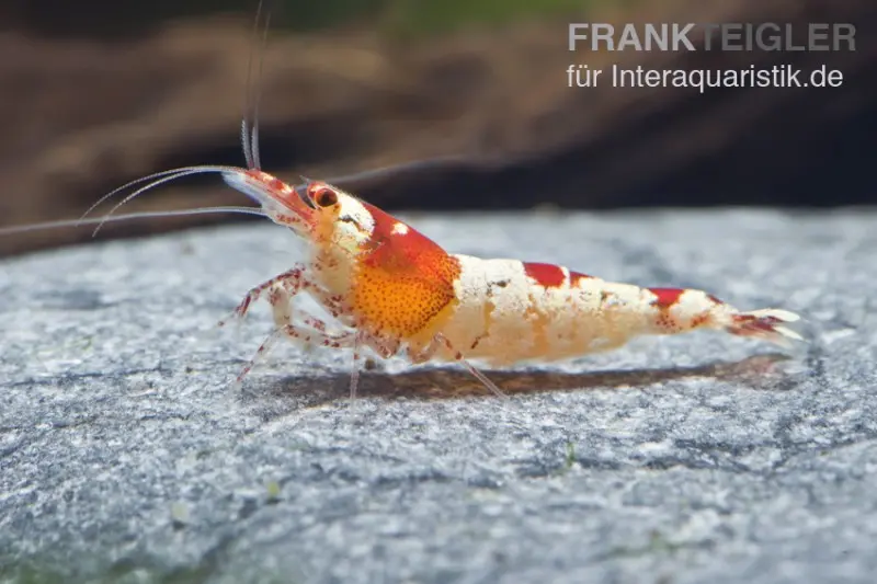 Red Bee Hinomaru Garnele, Grade SS-SSS, Caridina logemanni