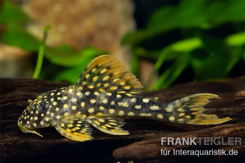 Sunshine Pleco, Sonnenwels, L14, Scobiancistrus aureatus