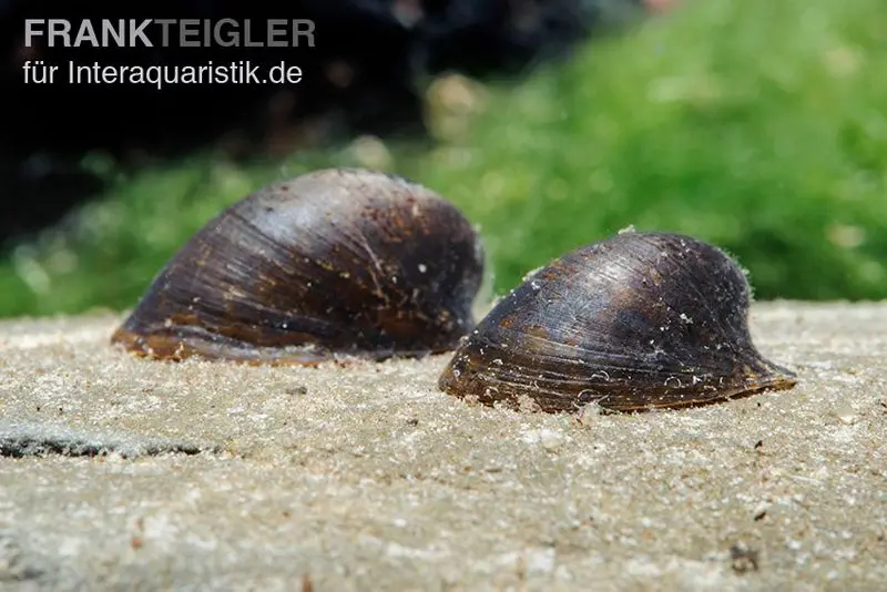 Fledermausschnecke, Neripteron auriculata (Batman-Schnecke)