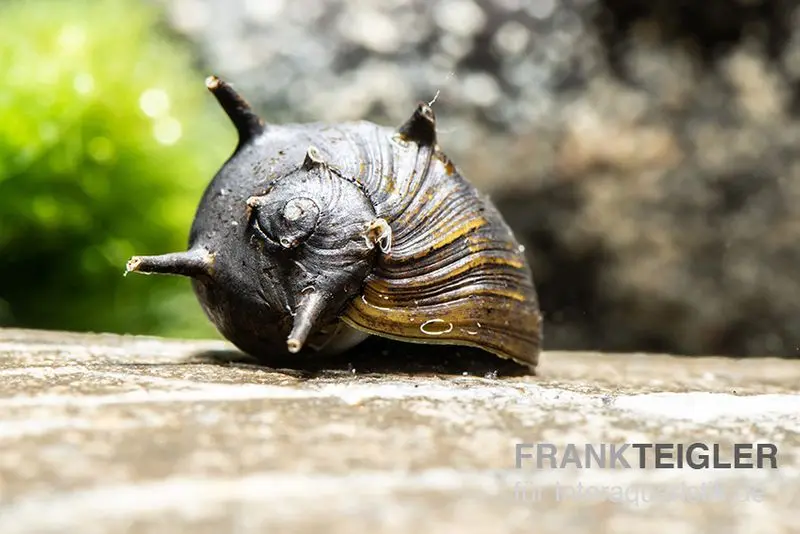 Schwarze Geweihschnecke, Clithon sp. "Black"