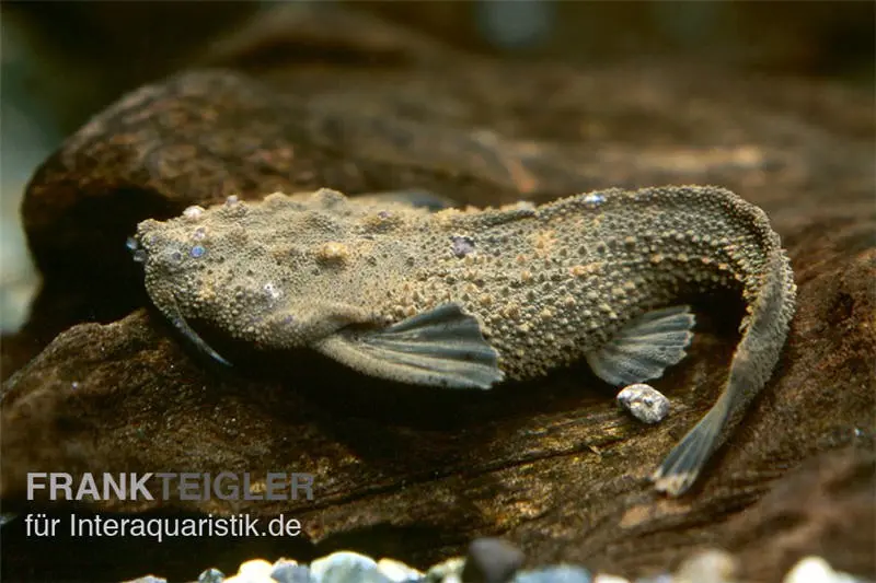 Rio Negro Bratpfannenwels, Amaralia hypsiura (Rarität!)