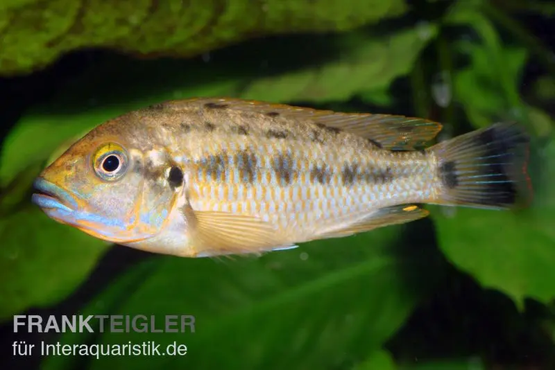 Blaulippen Maulbrüter, Pseudotropheus williamsi Blue Lips, DNZ