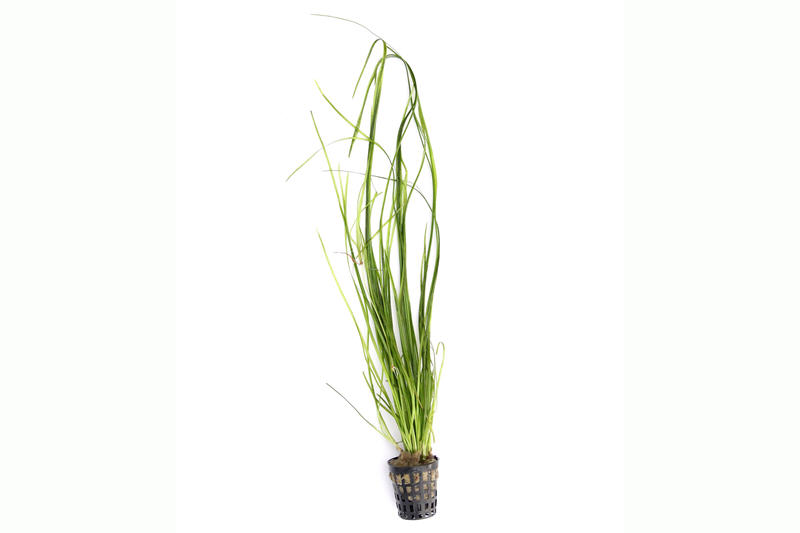 Schmalblättrige Vallisnerie, Vallisneria nana, im Topf