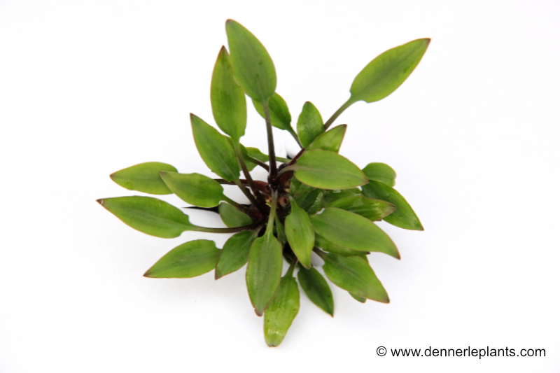 Hobbit-Wasserkelch, Cryptocoryne lutea "Hobbit", im Topf