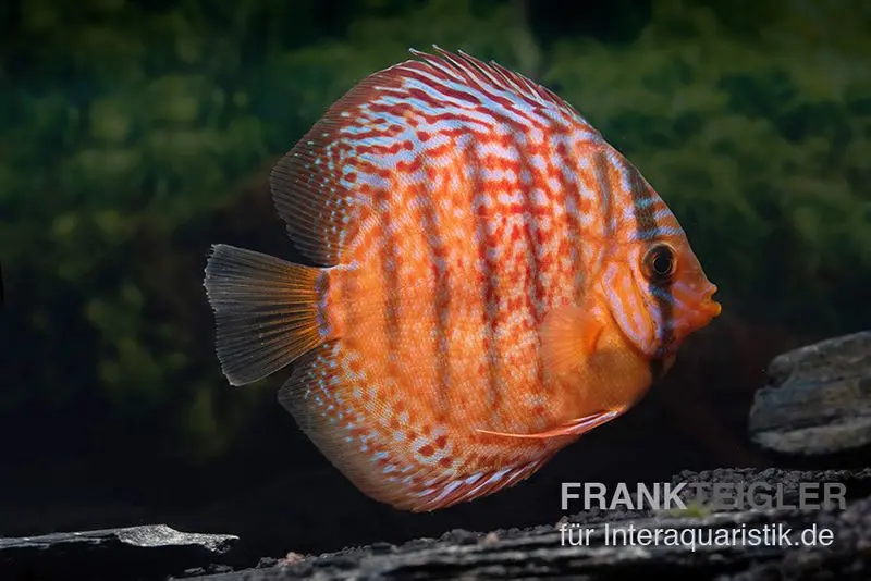 Diskusfisch ASIA-NZ, Symphysodon discus Super red turquoise