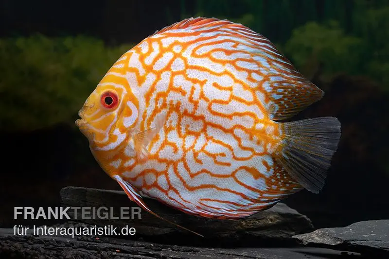 Diskusfisch ASIA-NZ, Symphysodon discus Checkerboard