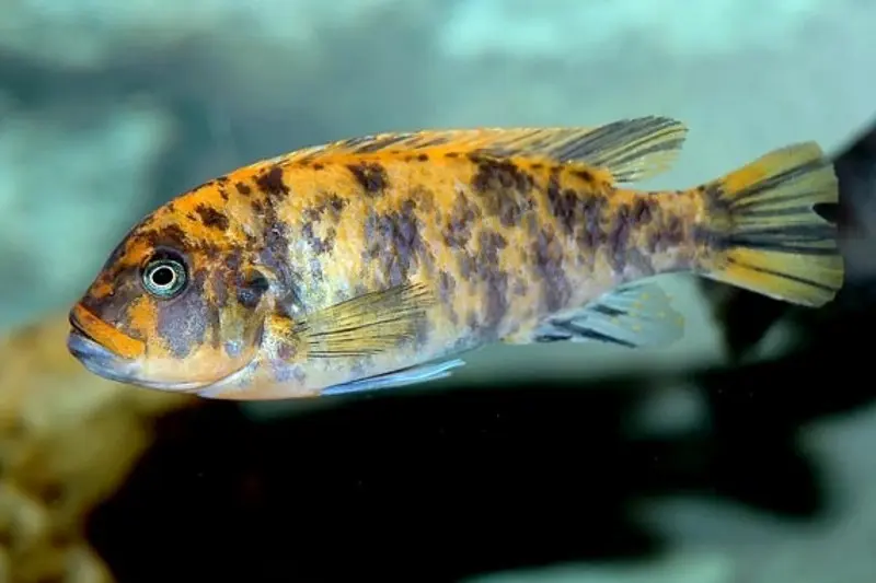 Maylandia estherae OB, Pseudotropheus estherae ORANGE BLOTCHED, DNZ