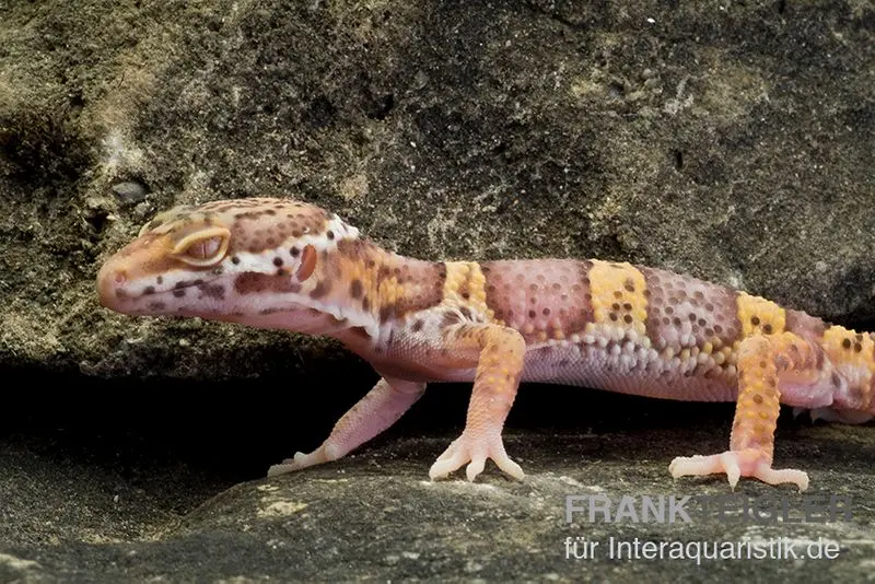 Leopardgecko, Eublepharis macularius, TREMPER ALBINO