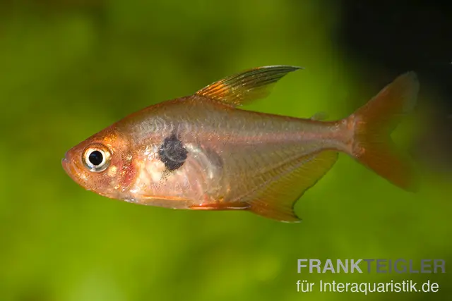 Roter Phantomsalmler, Hyphessobrycon sweglesi