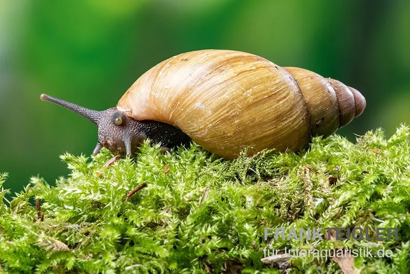 Zwerg-Achatschnecke, Archachatina papyracea