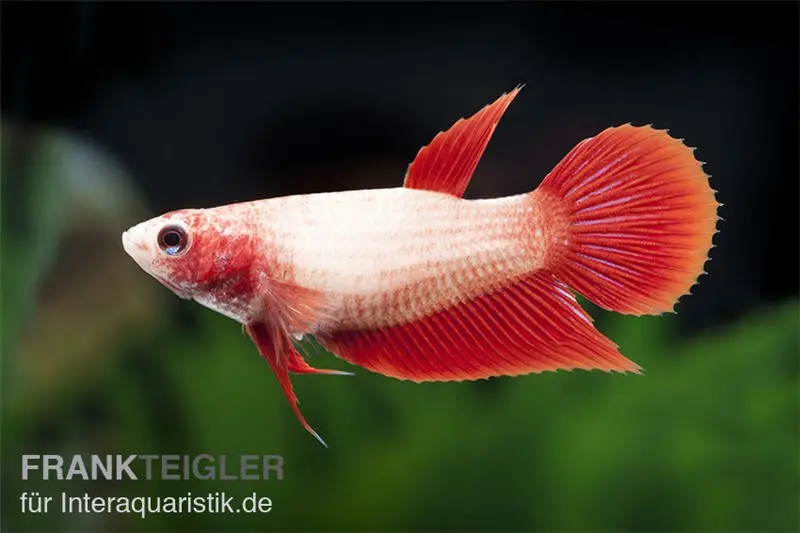 Halfmoon Kampffisch rot, Weibchen, Betta splendens