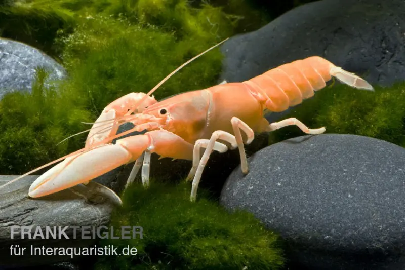 Aprikosenkrebs, Cherax holthuisi, Zufällig ausgewählt