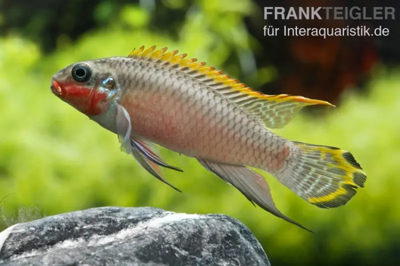 Smaragdprachtbarsch, Pelvicachromis taeniatus Nigeria Red, 4-5 cm