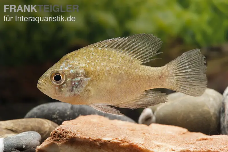 Kiemenfleck-Diamantbarsch, Enneacanthus gloriosus (Kaltwasser)