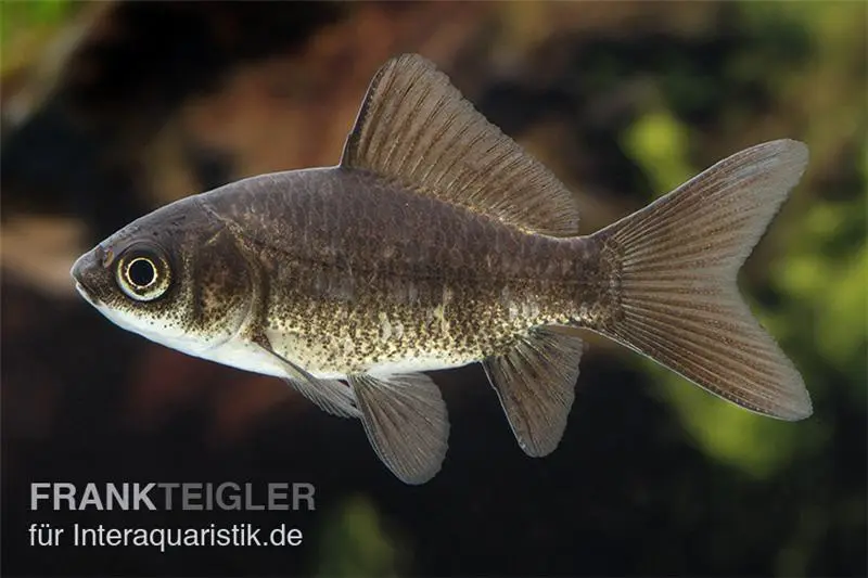 Goldfisch schwarz, Carassius auratus (Kaltwasser)